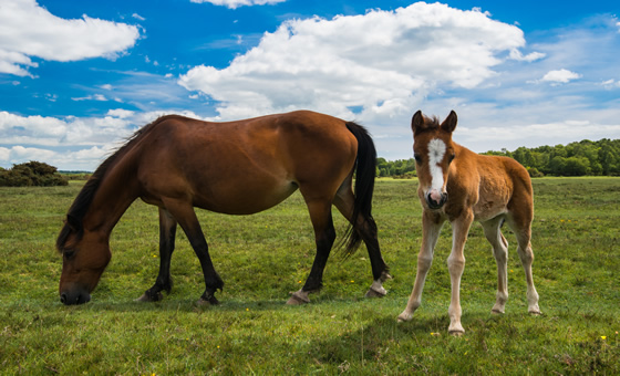 Ponies