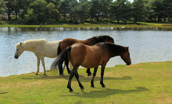 New Forest